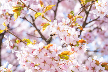Fototapeta na wymiar Blossom cherry