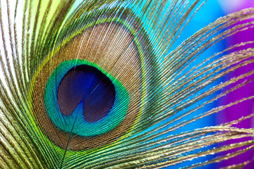 Peacock color feather