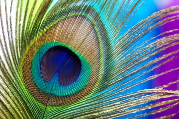 Stof per meter Peacock color feather © Galina