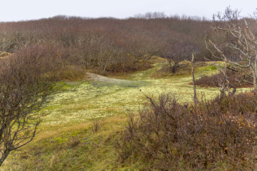 coastal dune scenery
