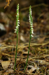 Pair of Autumn Lady's Tresses orchids - Spiranthes spiralis