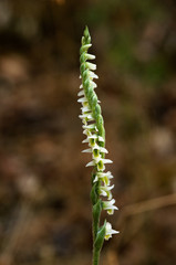 Inflorescence of Autumn Lady's Tresses orchid - Spiranthes spiralis