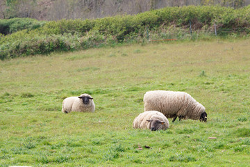 Fototapeta premium Moutons au pré