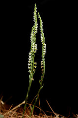 Large forms of Autumn Lady's Tresses orchids over black - Spiranthes spiralis