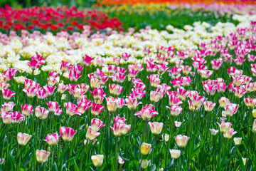 Spring tulips in full bloom