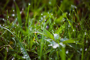 dew drops on fresh green grass in spring