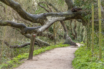 coastal forest scenery