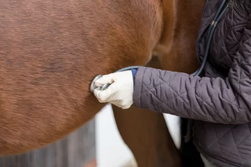 Fototapeten Tierarzt bei der Arbeit mit Stethoskop bei einem Pferd © bmf-foto.de