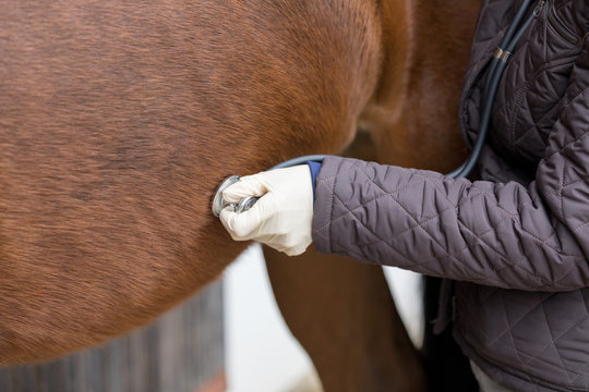 Fototapeta vet at work with stethoscope at a horse