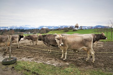 Obraz premium kühe auf einer Farm in Bubikon in der schweiz im Kanton Zürich 