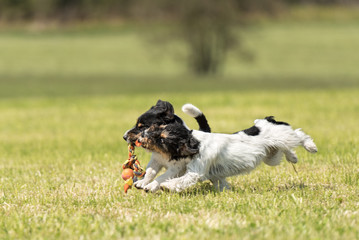 Two little hounds are playing energetically together with a ball and running with power and action...