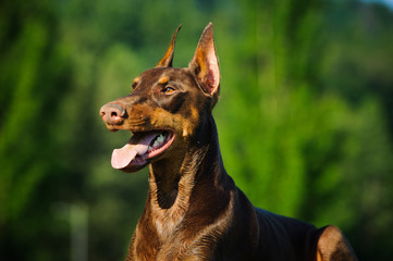 Fototapete bei efototapeten.de bestellen   