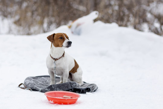 Jack Russell hungry cold winter