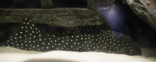 Fototapeta premium L 142 Baryancistrus sp.Snowball