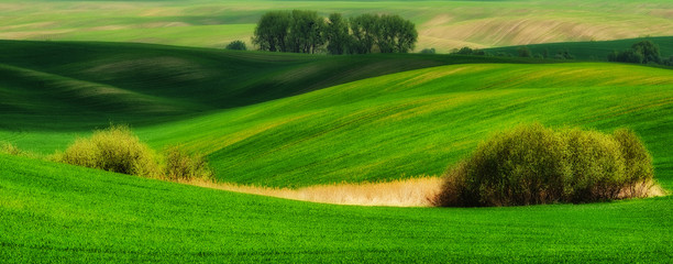 Obraz premium hilly field. spring morning. a beautiful sunrise in the field