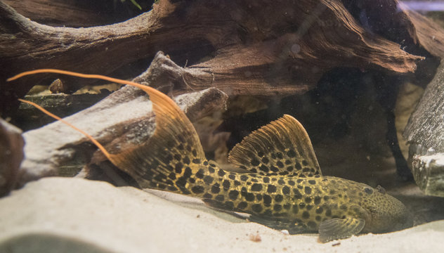 L 273 Pseudacanthicus sp. Red Titanic