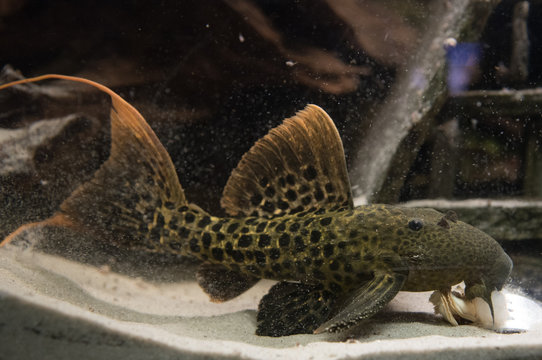 L 273 Pseudacanthicus sp. Red Titanic