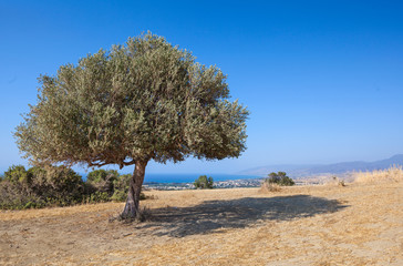 Field and haystacks. Sloping field. Roll, bales of hay. Cyprus.