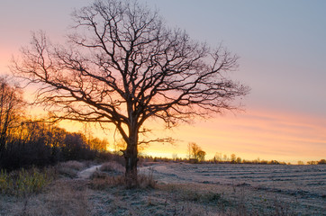 Fototapeta na wymiar The tree in the early morning at sunrise in late autumn