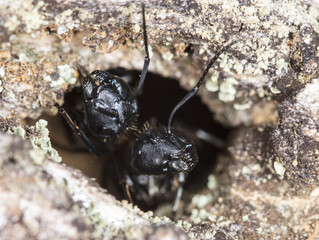 big forest ants on old wood