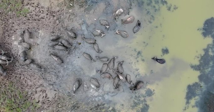 4k aerial movie of Buffalo herd was mud bathing.
