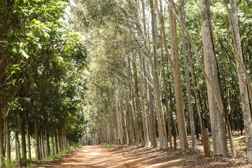 Rural dirt road lined with tall trees, showcasing a peaceful and natural landscape, perfect for outdoor adventures, country life, and scenic drives through nature