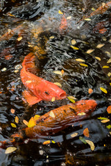 Colorful Koi Fish swimming in lake full of leaves