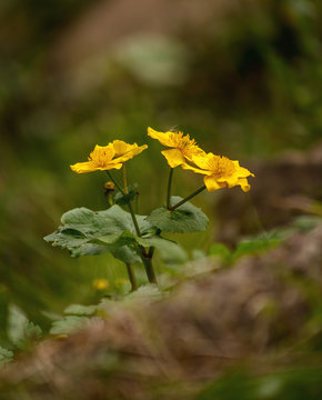 The bouquet of anemonas in the forest.