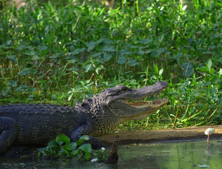 Alligator in a Green Bayou in Louisiana on a Swamp Tour