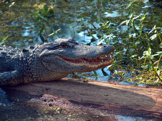 Alligator in a Green Bayou in Louisiana on a Swamp Tour