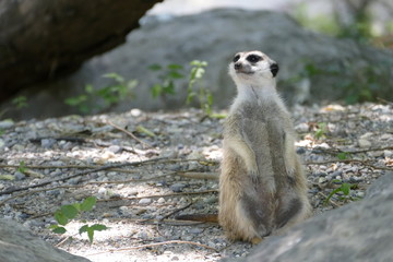 Suricate