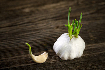Garlic germinated
