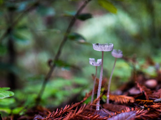 Little Mushrooms