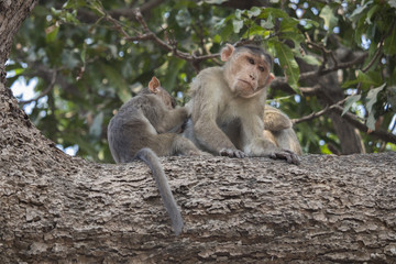 Monkey family India