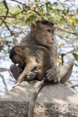 Monkey family India