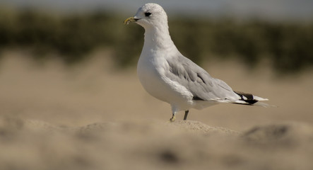 Möve vor einer Düne