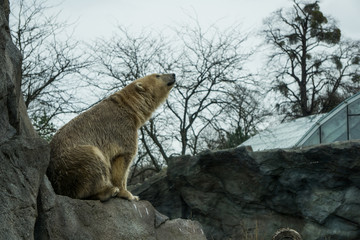 Polar bear looking up at the sky