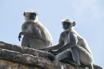 Two monkeys on the roof India