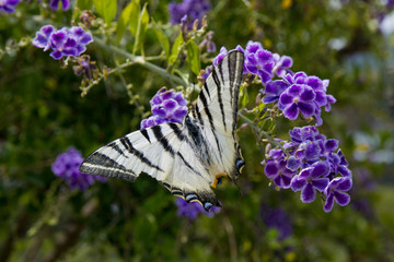Farfalla podalirio su fiori viola