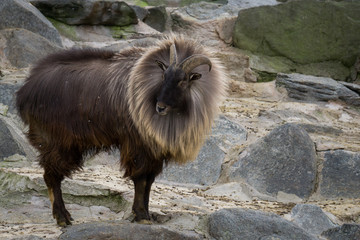 Male Himalayan Tahr at the zoo