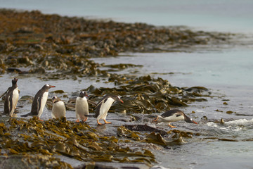 Gentoo Penguins (Pygoscelis papua) heading to sea early in the morning on a rocky kelp strewn beach...