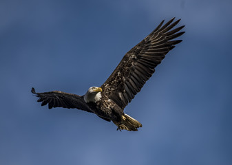 Bald Eagle soaring with fish in tallons 