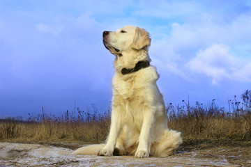 Golden Retriever Siting Outdoor. Dog Outdoor. Dog Sitting on The Road And Waiting For Owner.
