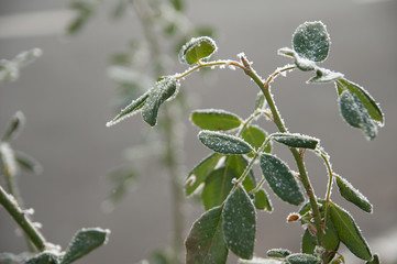 Branch of rose with green leaves covered in ice cold white frost in the winter