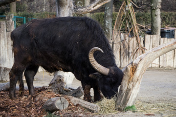 Fototapeta premium Large Indian buffalo feeding