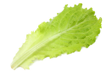 one salad leaf isolated on a white background