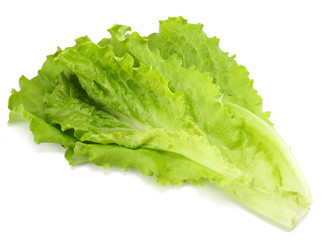 one salad leaf isolated on a white background