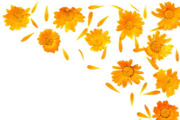 marigold flowers isolated on white background ( calendula flower ) top view - obrazy, fototapety, plakaty