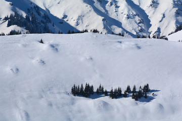 Isolated pack of fir trees surrounded by snow in the mountains in winter time
