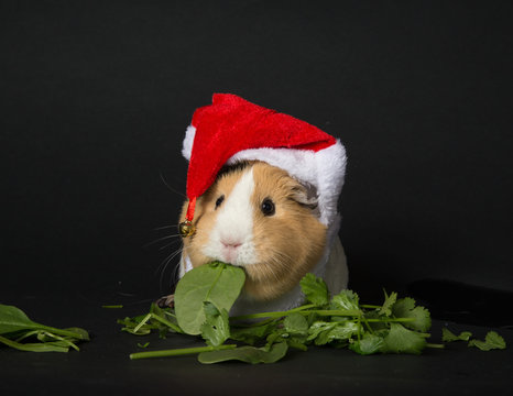 Guinea Pig With Christmas Hat